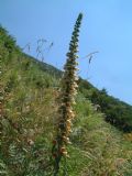 Digitalis ferruginea